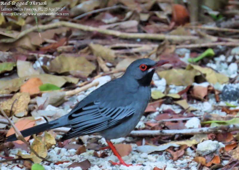 Red-legged Thrush - ML153766331