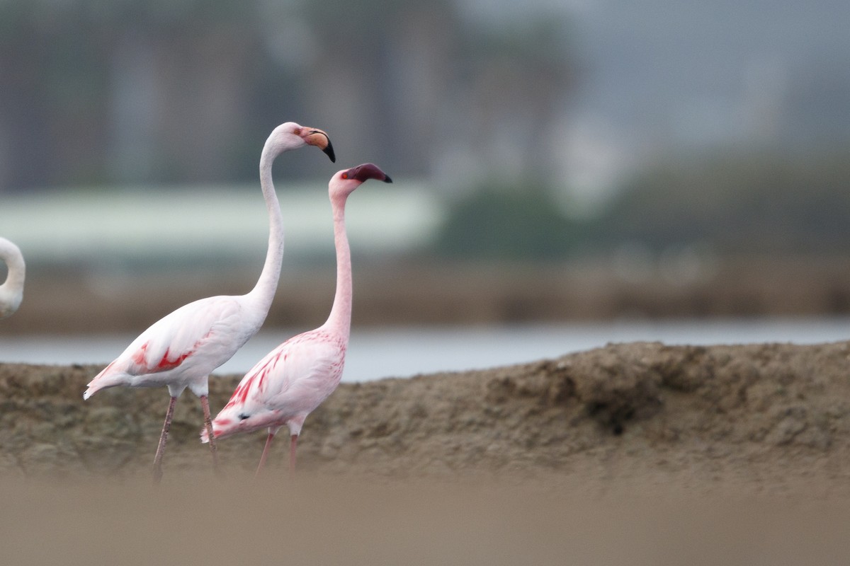 Lesser Flamingo - Martin Schuck