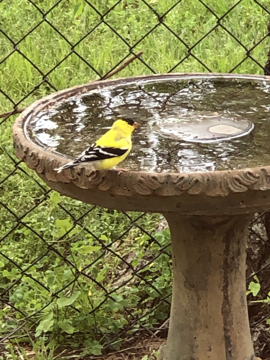 American Goldfinch - ML153766441