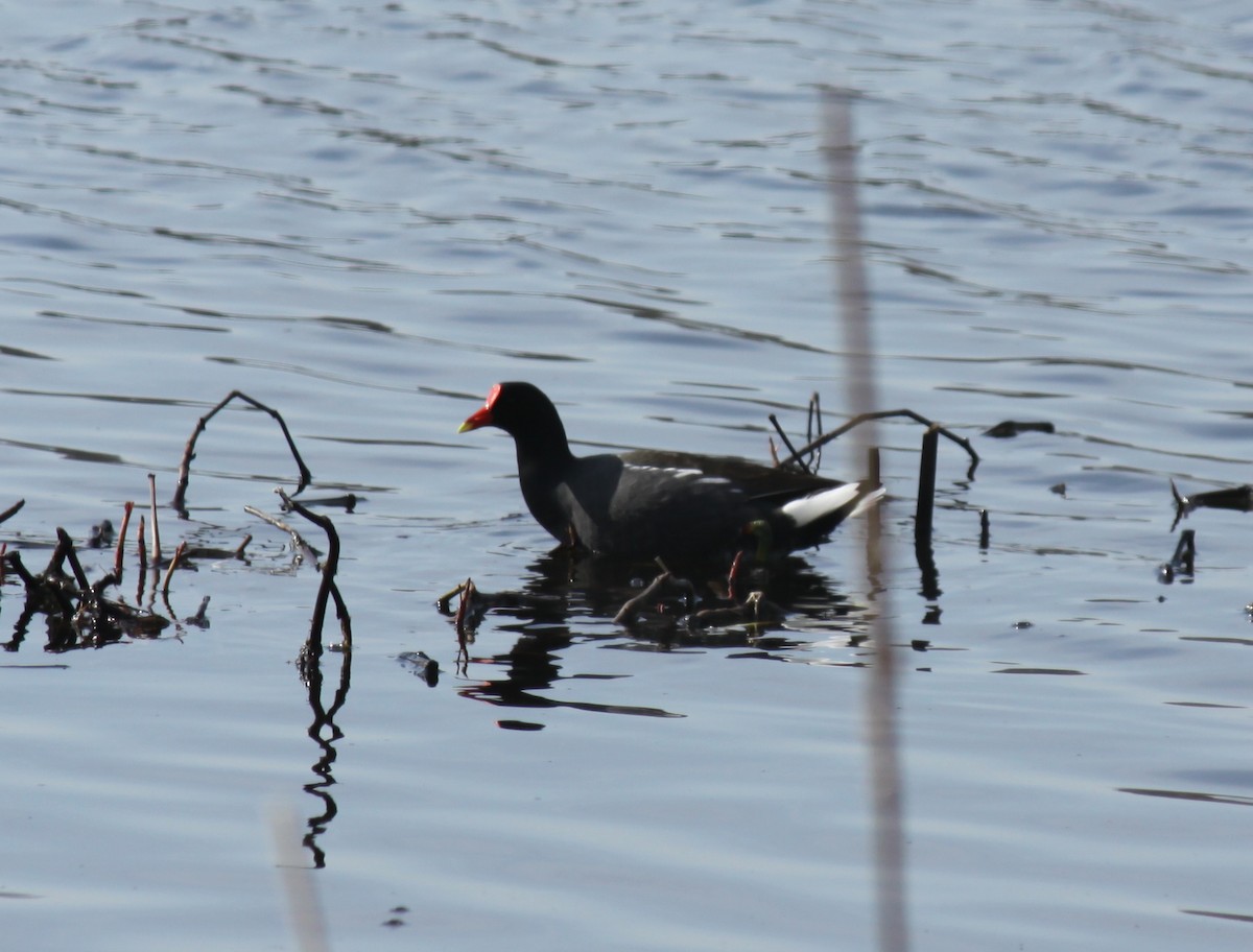 Gallinule d'Amérique - ML153768561