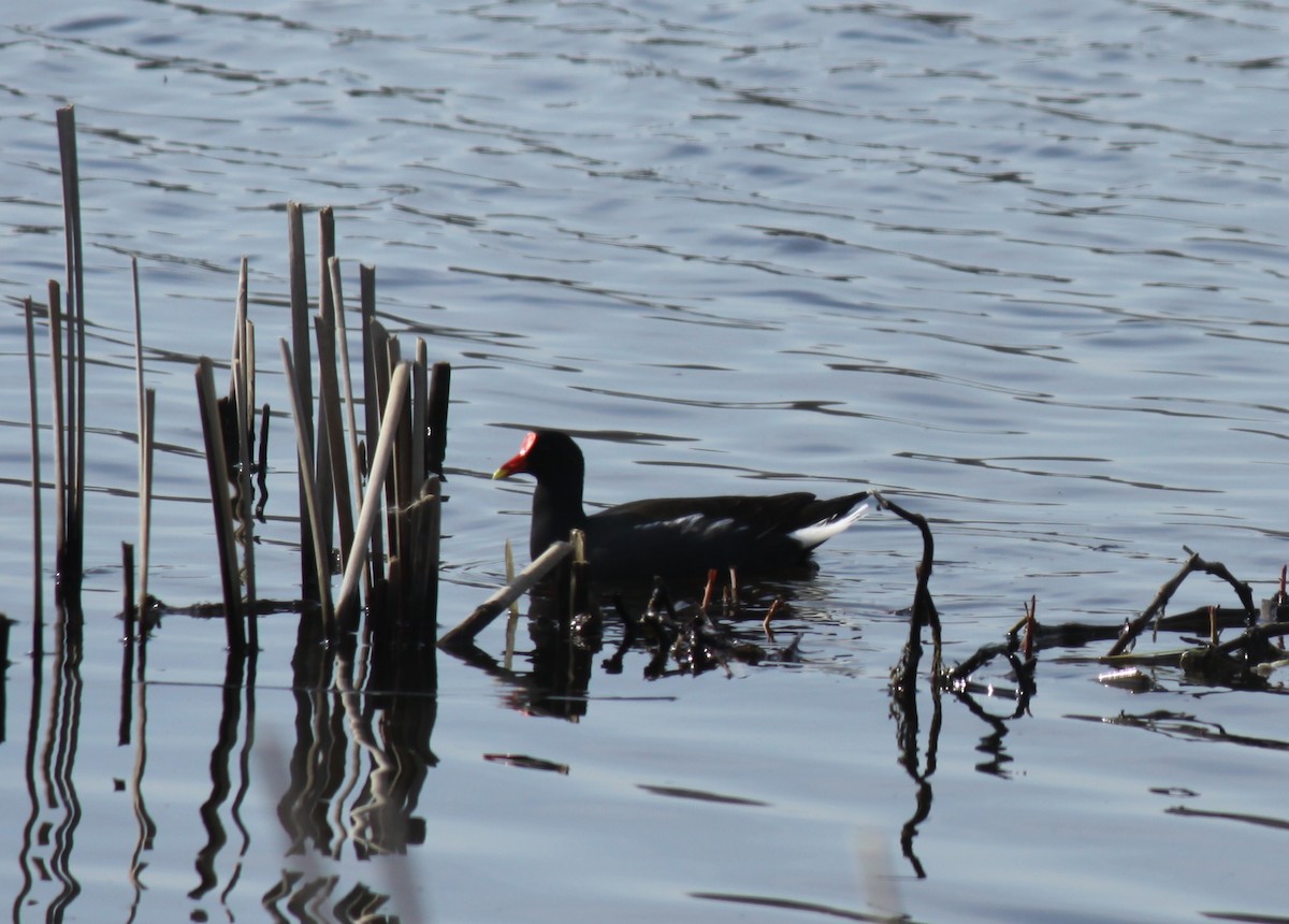 Gallinule d'Amérique - ML153768571