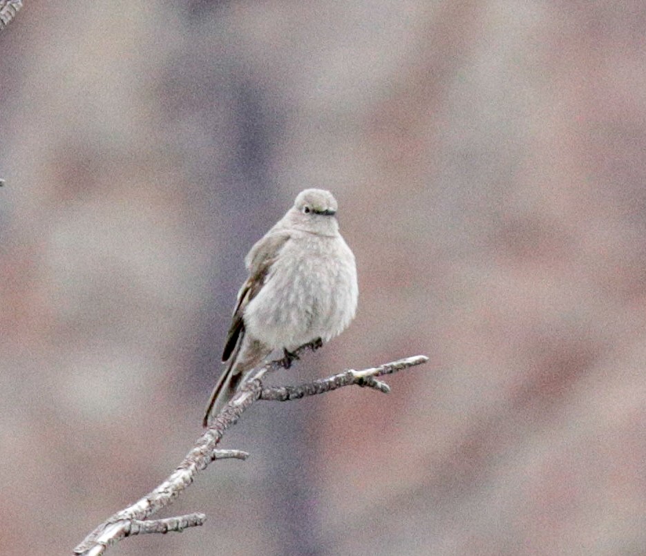 Townsend's Solitaire - Susan Mac