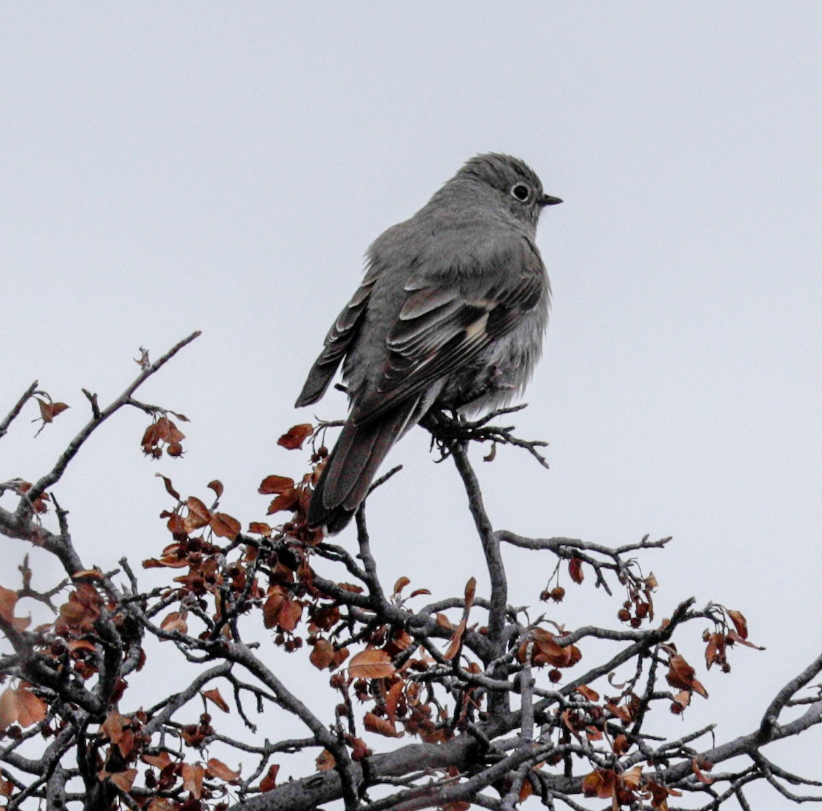 Townsend's Solitaire - ML153769551