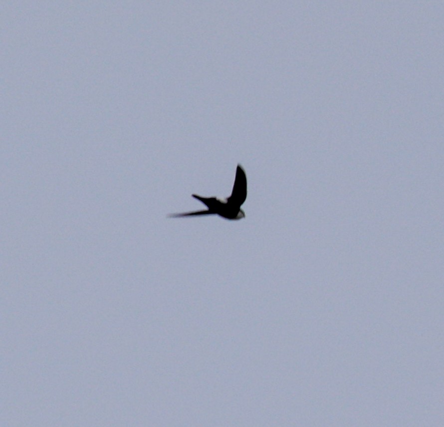 White-throated Swift - Susan Mac