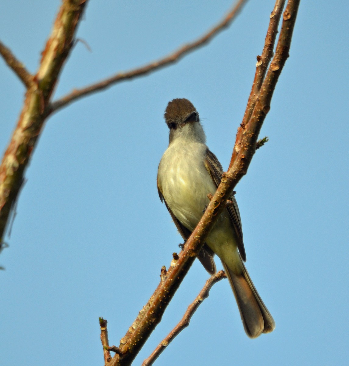 La Sagra's Flycatcher - ML153770151