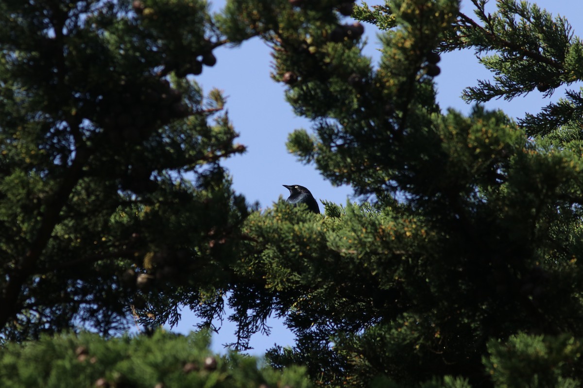 Brewer's Blackbird - ML153770181