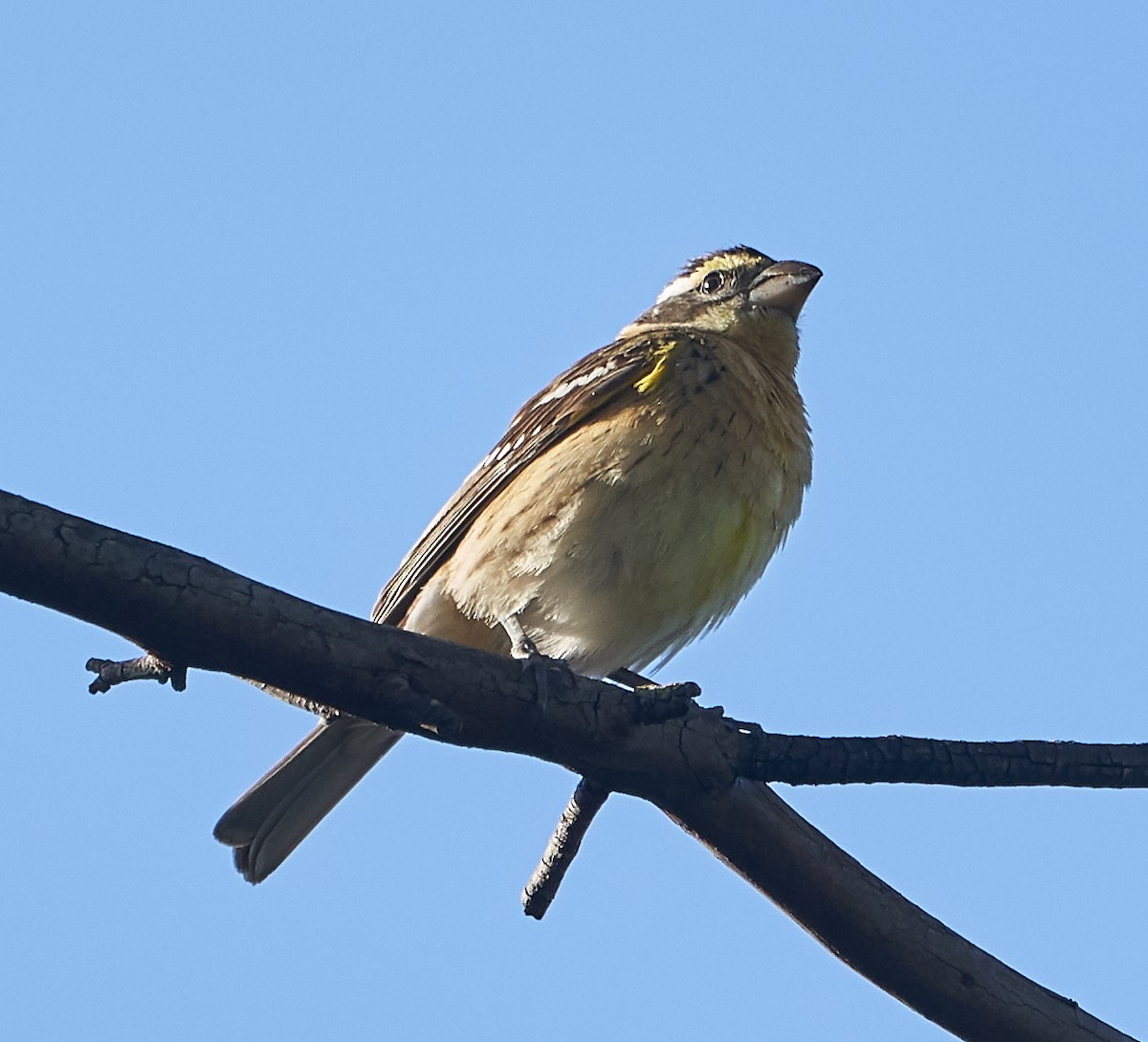 Black-headed Grosbeak - ML153770651