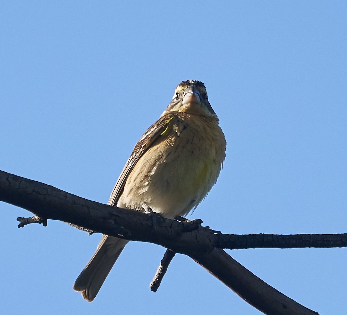 Black-headed Grosbeak - ML153770681