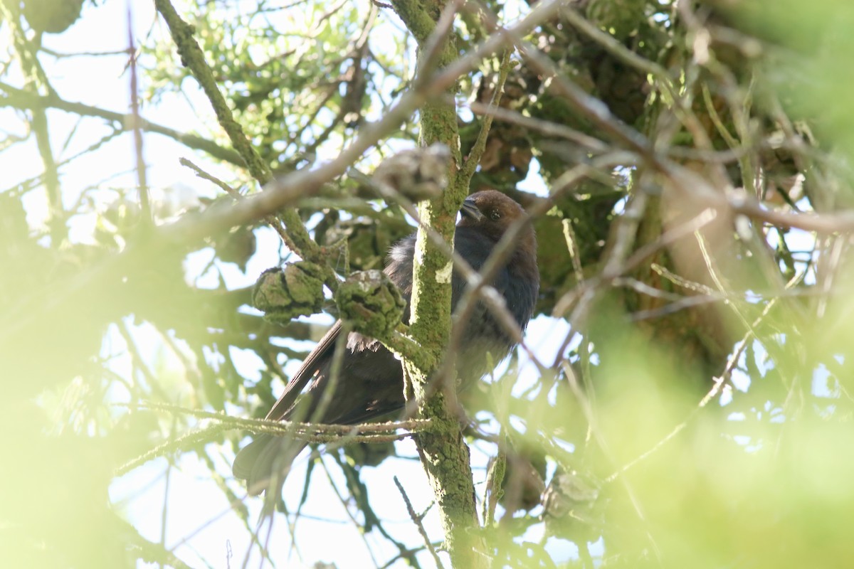 Brown-headed Cowbird - ML153770911