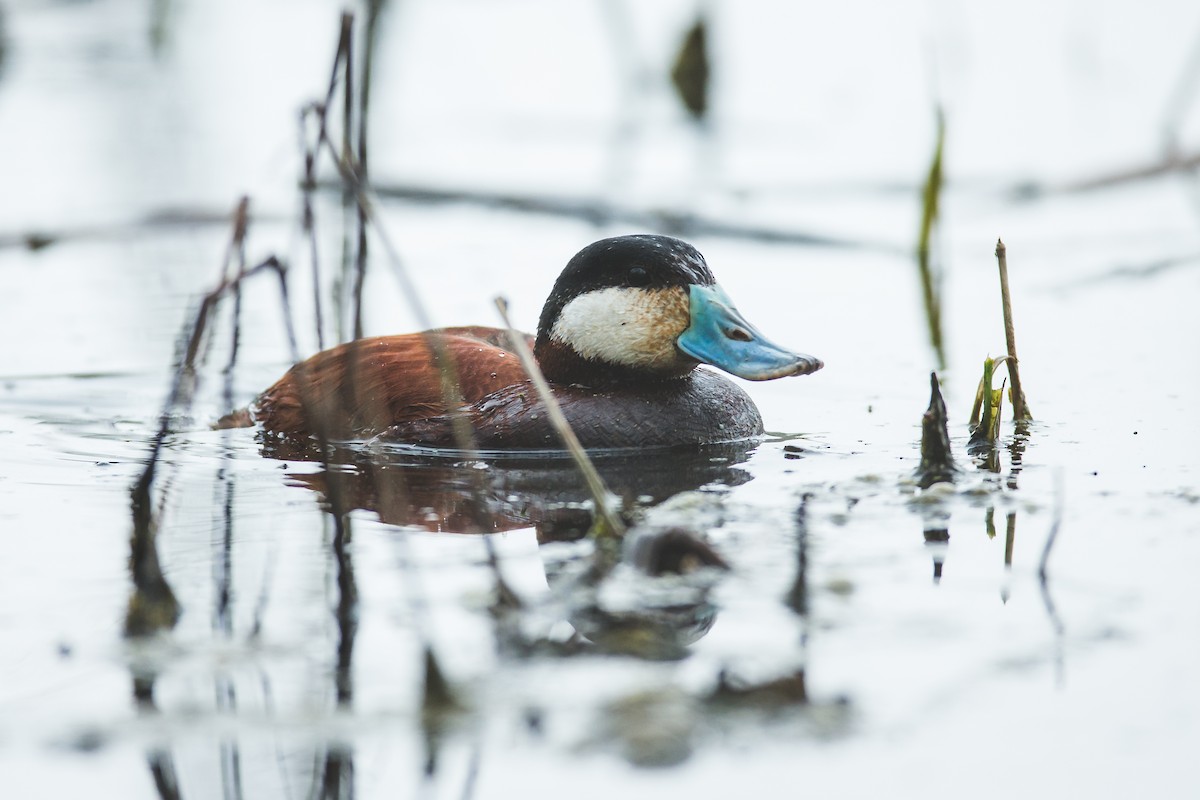 Ruddy Duck - ML153772171