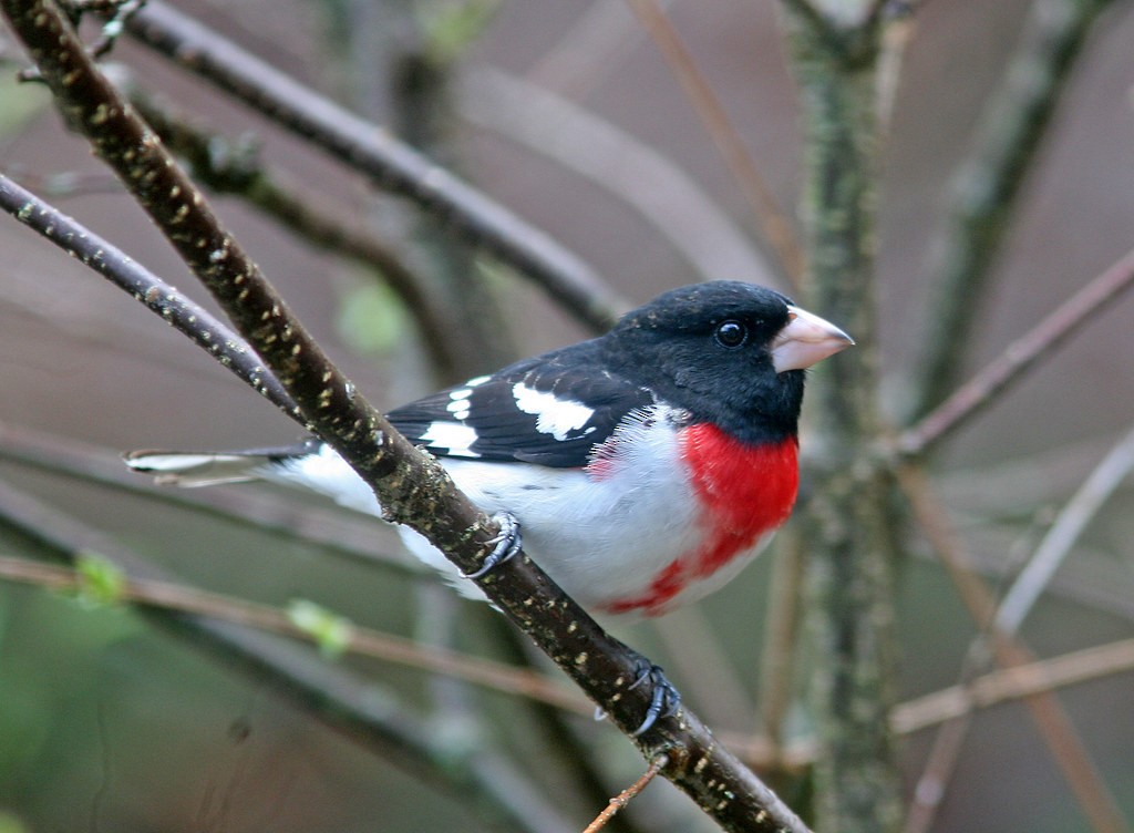 Rose-breasted Grosbeak - ML153772551