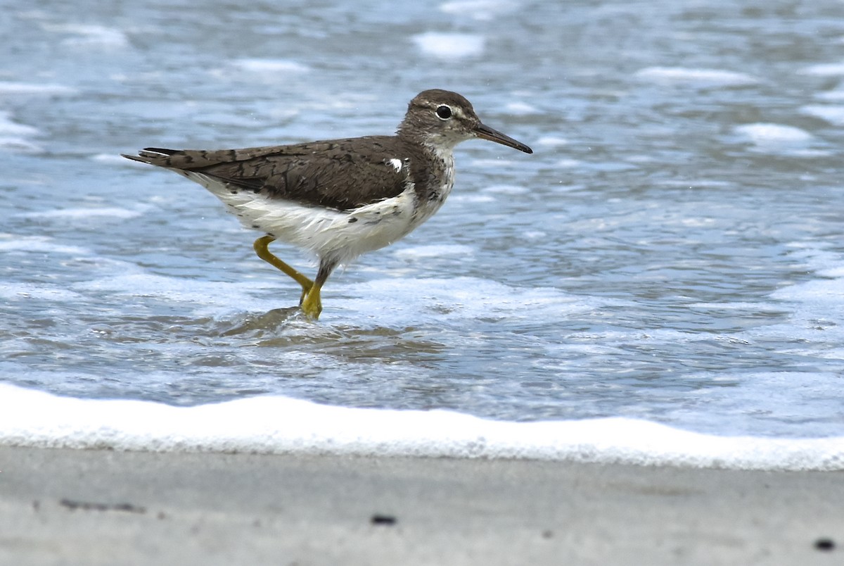 Spotted Sandpiper - ML153772791