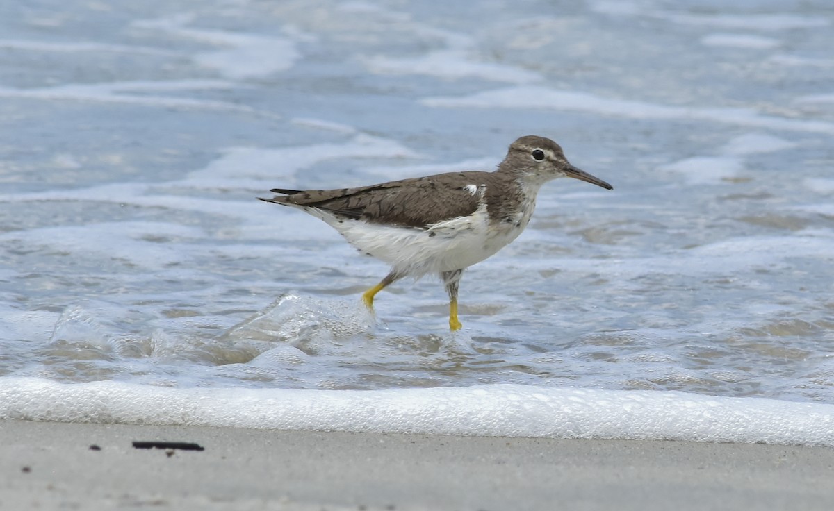 Spotted Sandpiper - ML153772821