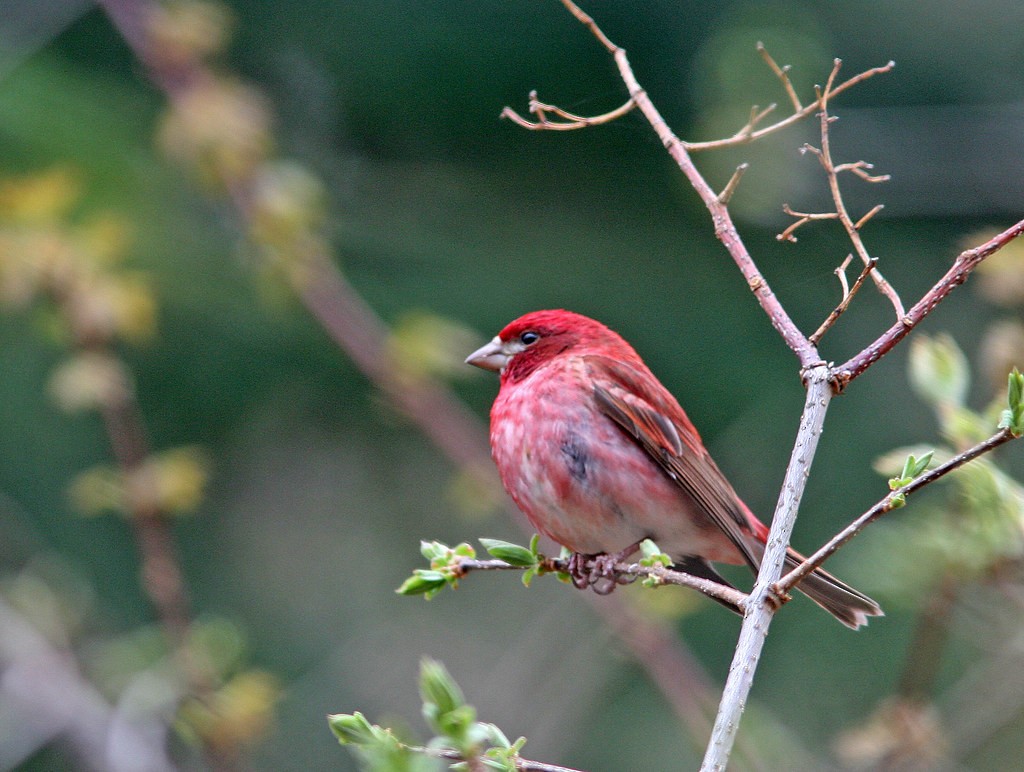 Purple Finch - ML153772871