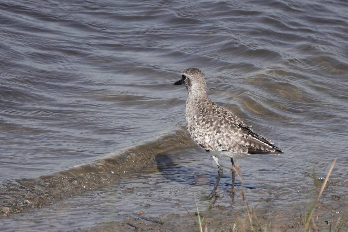 Black-bellied Plover - Sara Griffith