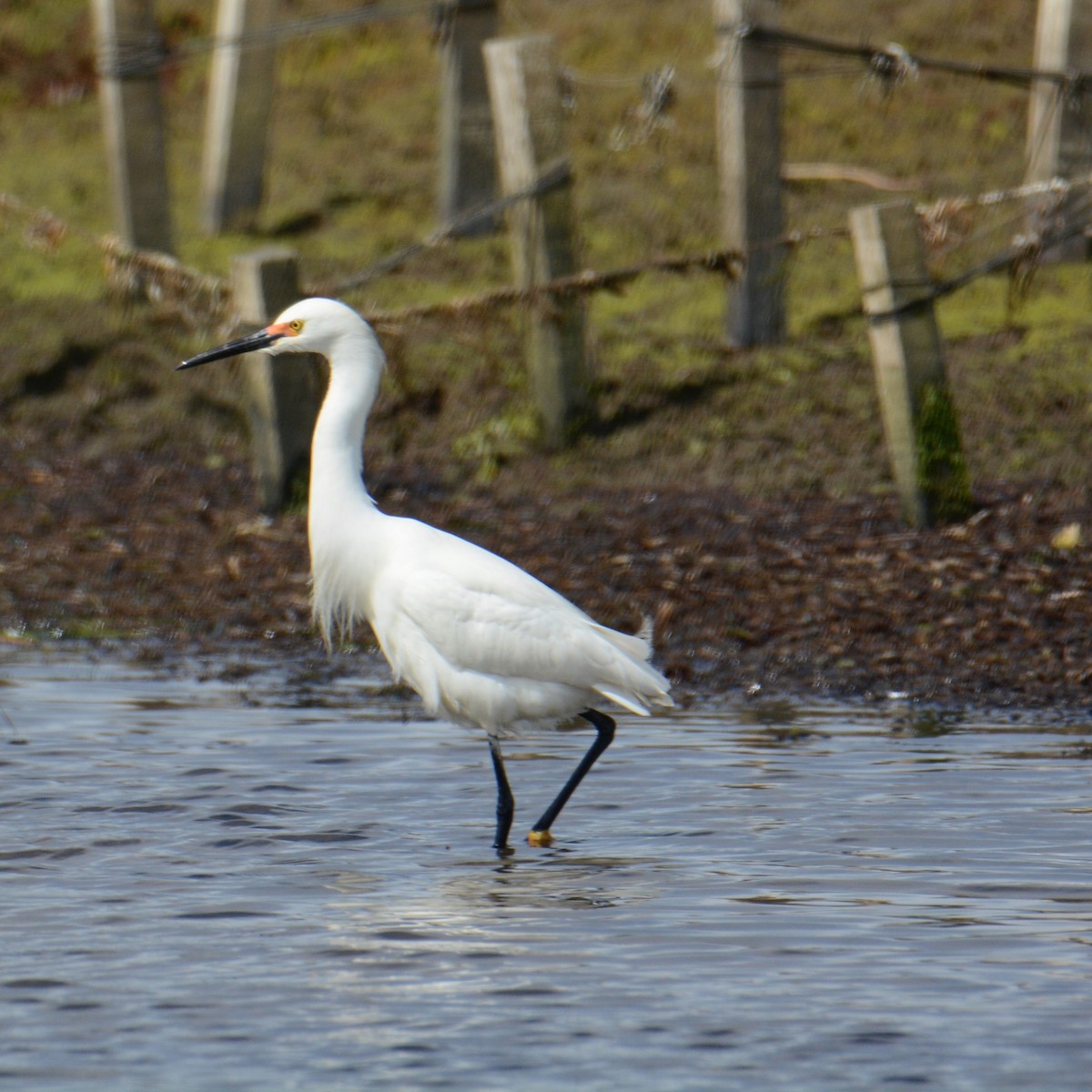 Snowy Egret - ML153773371