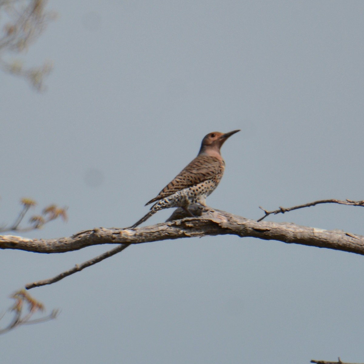 Northern Flicker - ML153773461