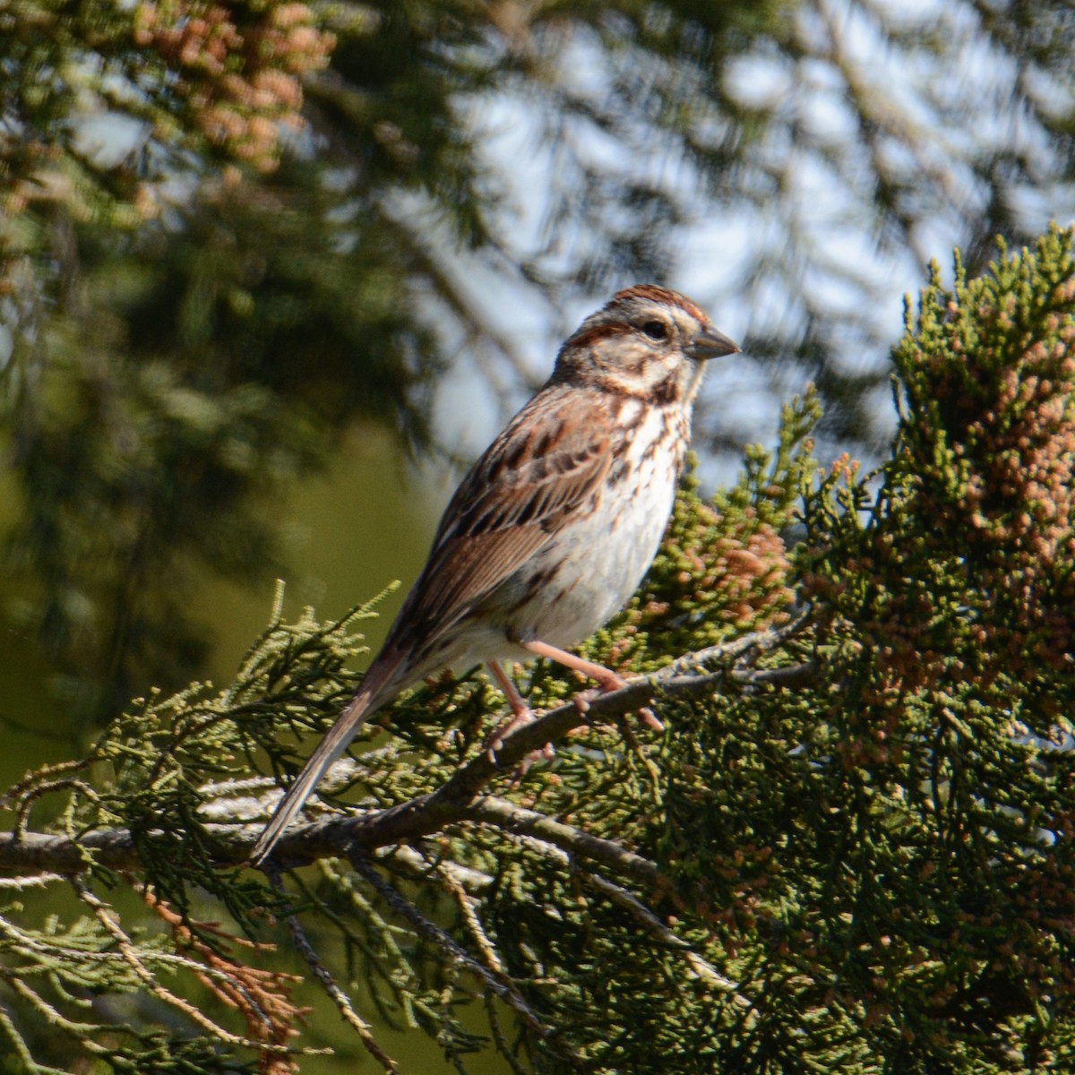 Song Sparrow - ML153773651