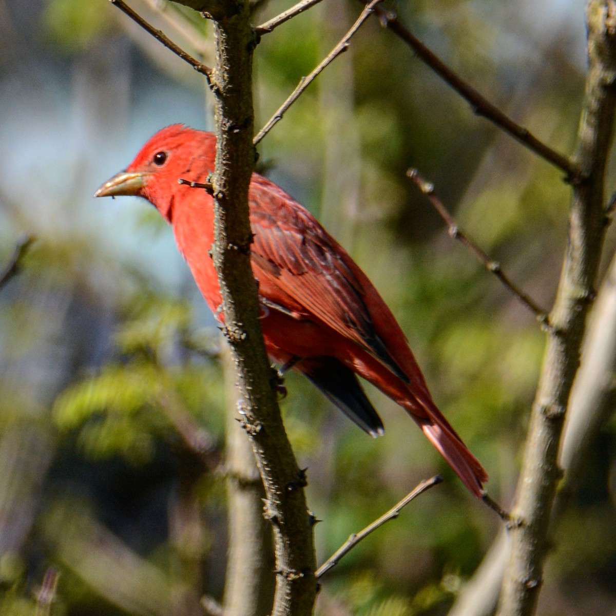 Summer Tanager - Vicky McErlean🐦