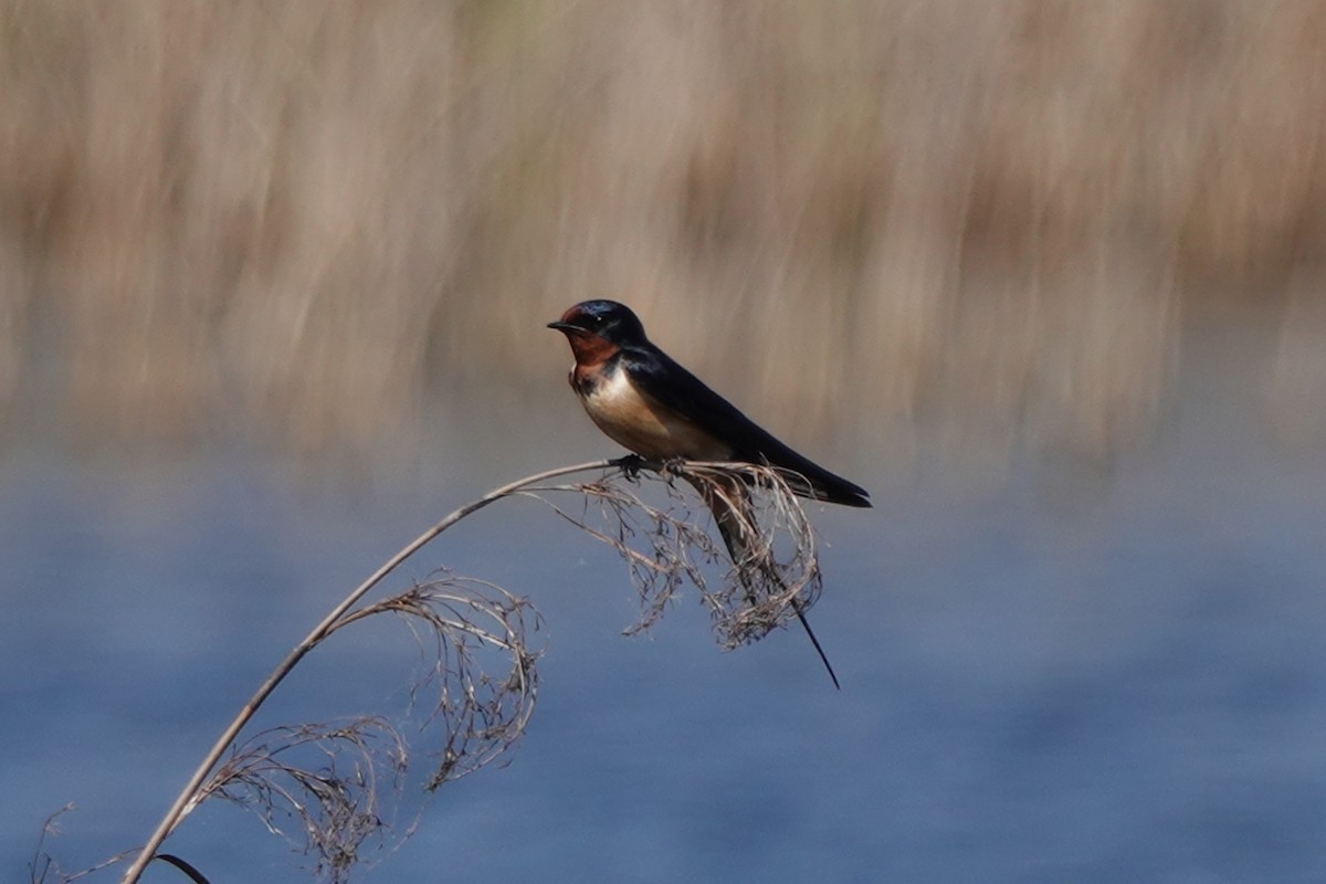 Hirondelle rustique - ML153774351