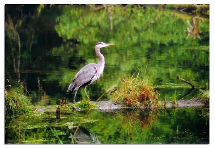 Great Blue Heron - ML153774831