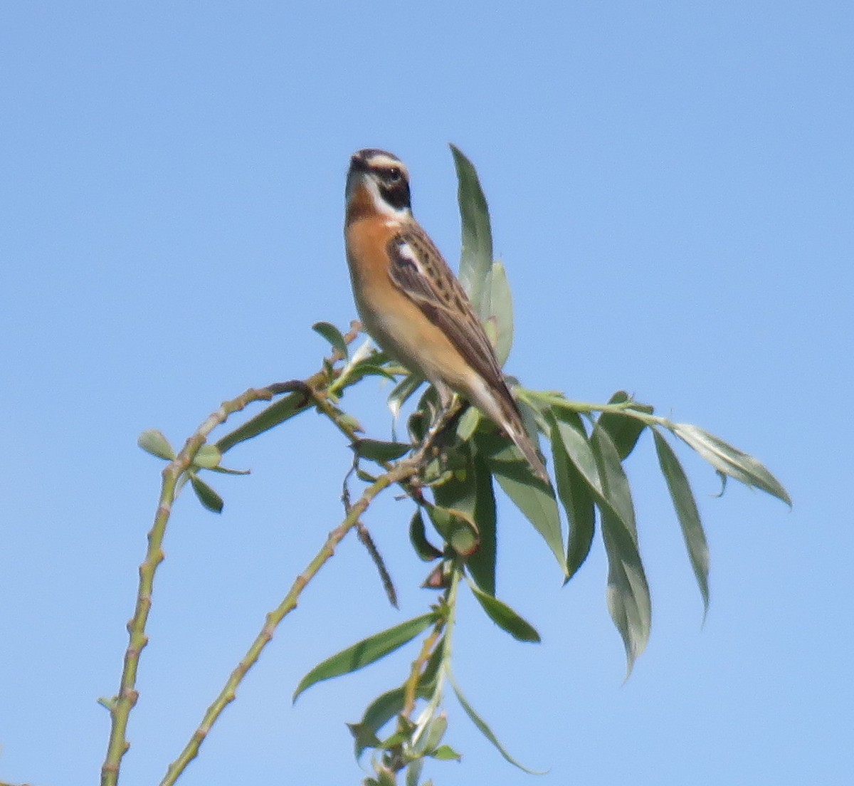 Whinchat - ML153774881