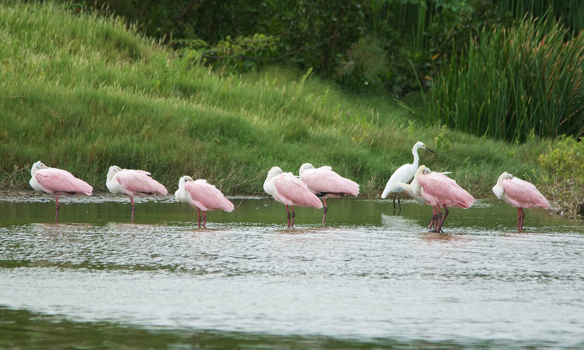 Roseate Spoonbill - ML153775211