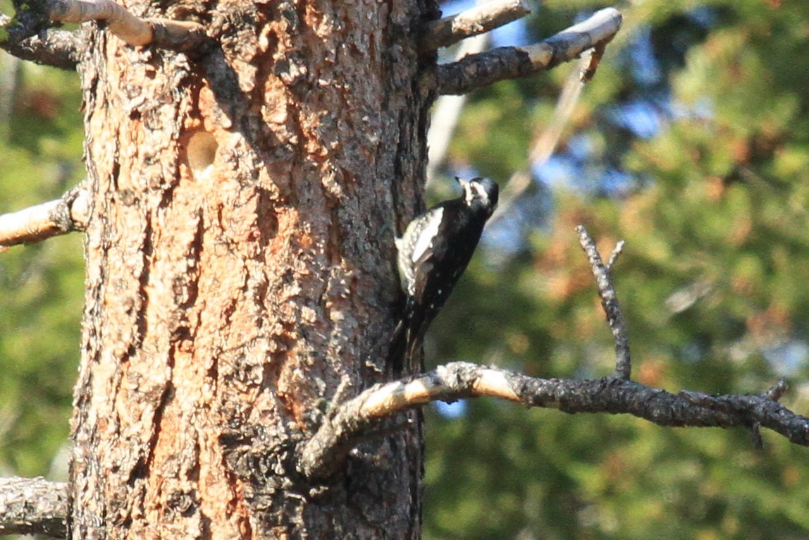 Williamson's Sapsucker - ML153778161