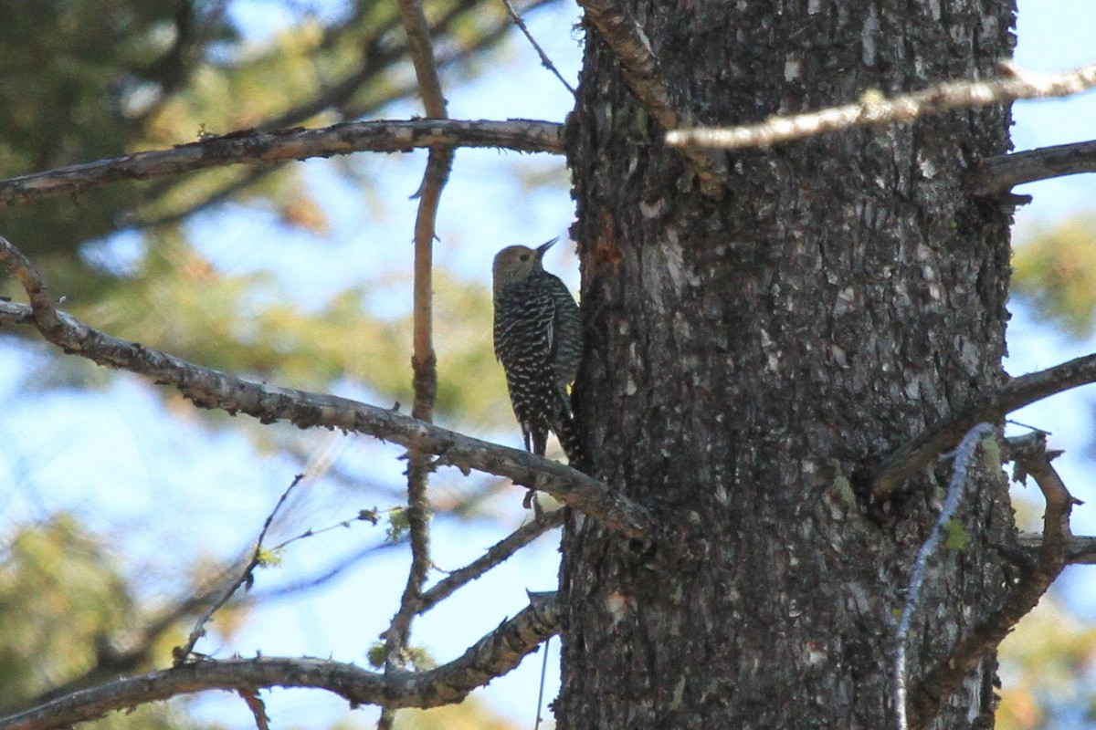 Williamson's Sapsucker - ML153778201