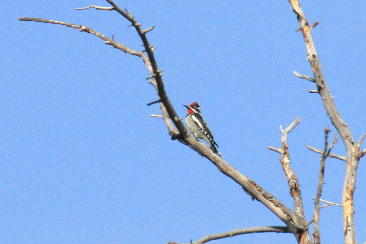 Red-naped Sapsucker - ML153778351