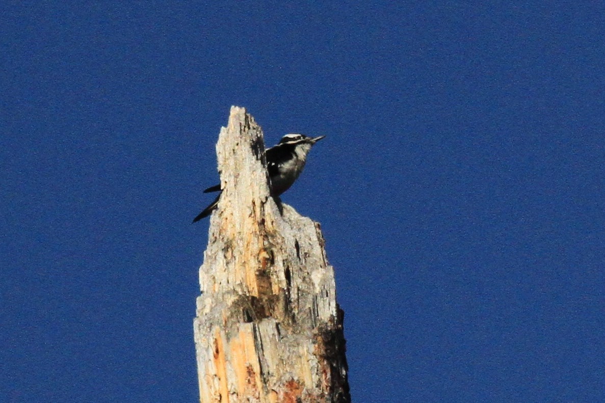 Downy Woodpecker - ML153778471