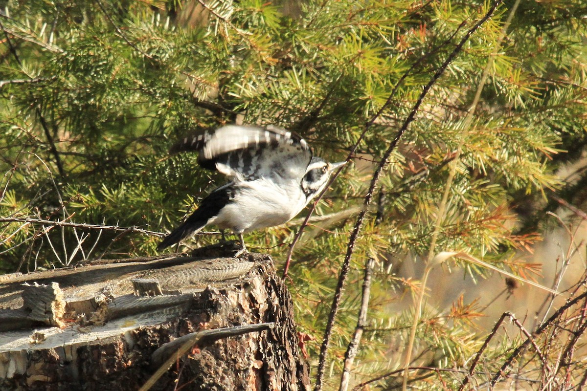 Hairy Woodpecker - ML153778771