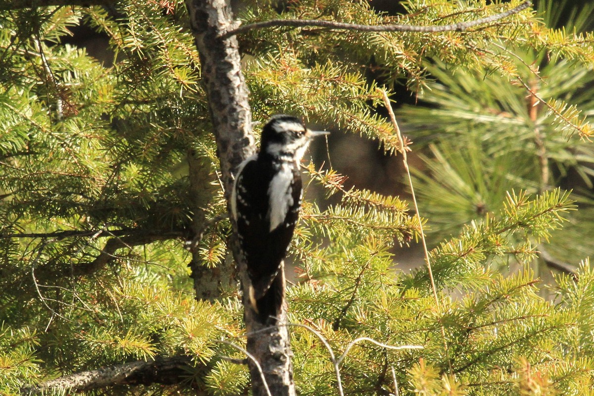 Hairy Woodpecker - ML153779001