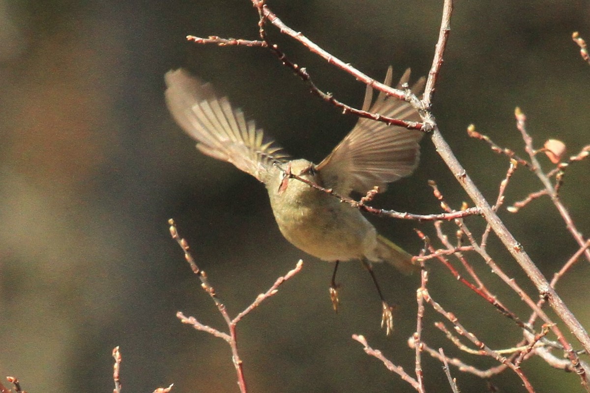 Ruby-crowned Kinglet - ML153779231