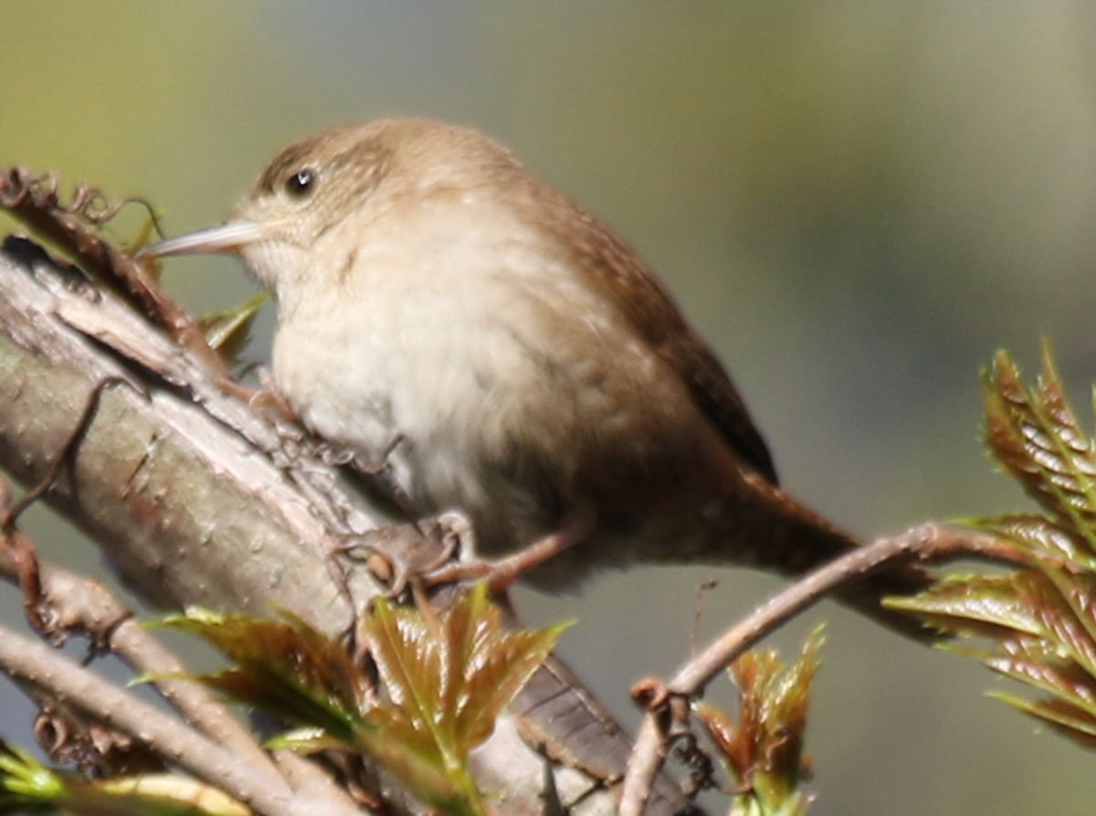 Northern House Wren - ML153779501