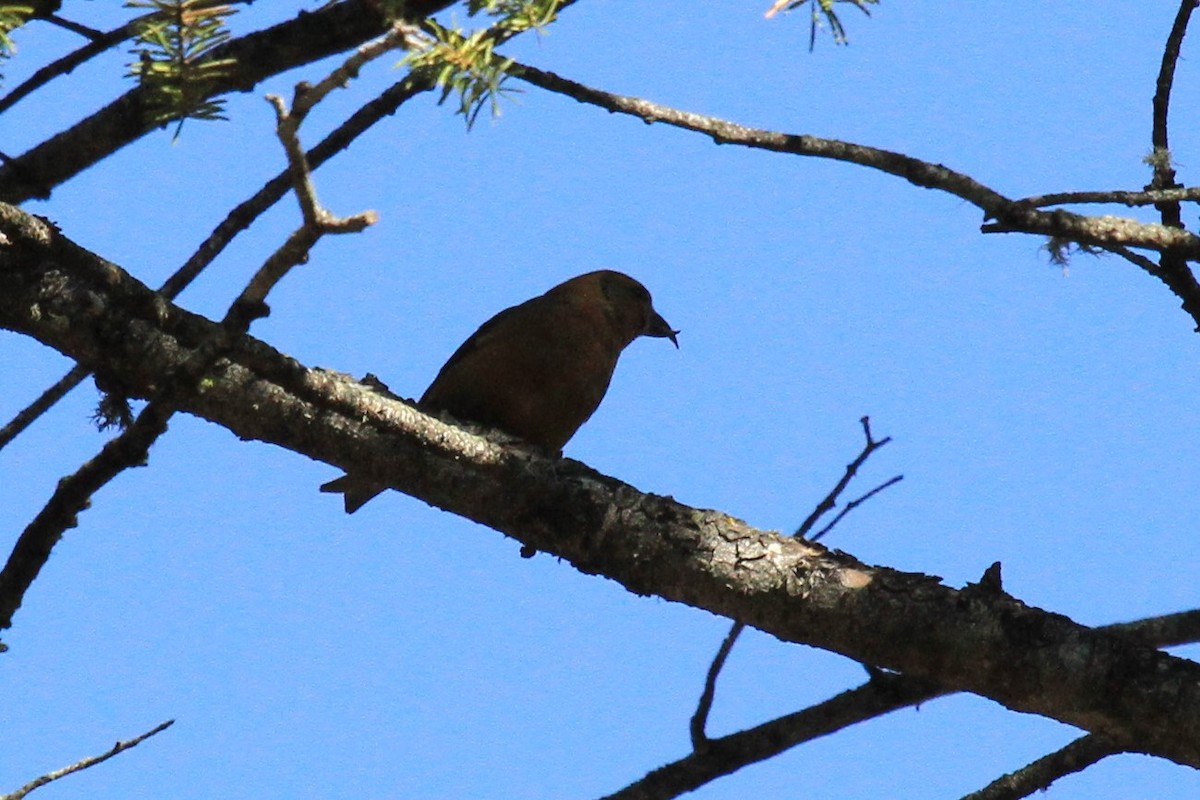 Red Crossbill - ML153779591