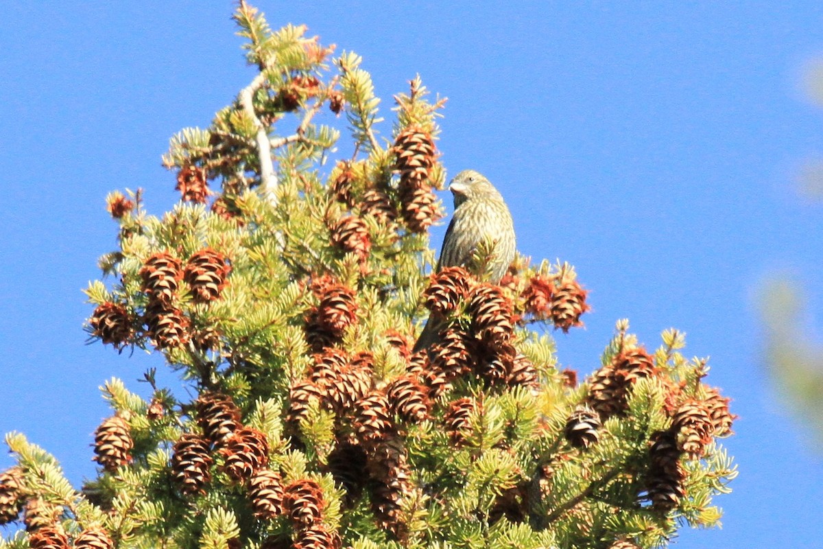 Pine Siskin - ML153779791