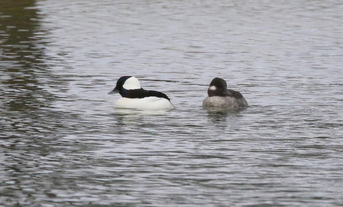 Bufflehead - Brian Tychie