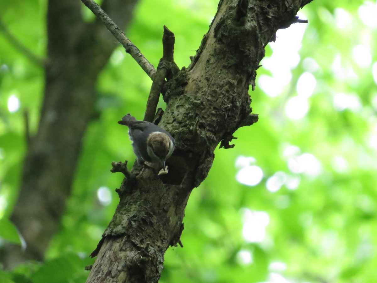 Brown-headed Nuthatch - Mary Kimberly