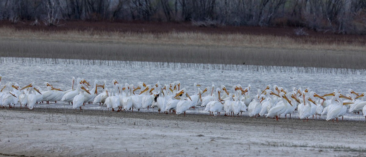 American White Pelican - Susan Mac