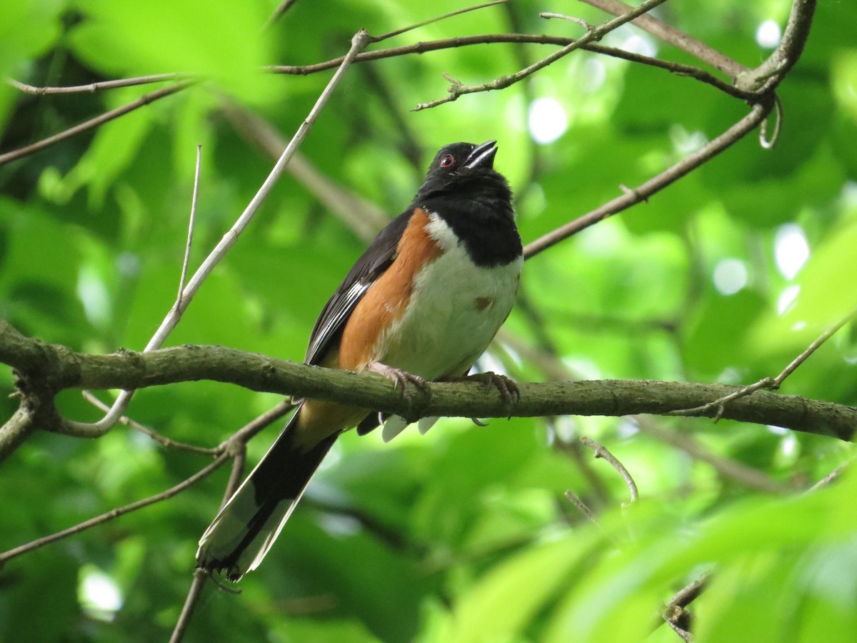 Eastern Towhee - Mary Kimberly