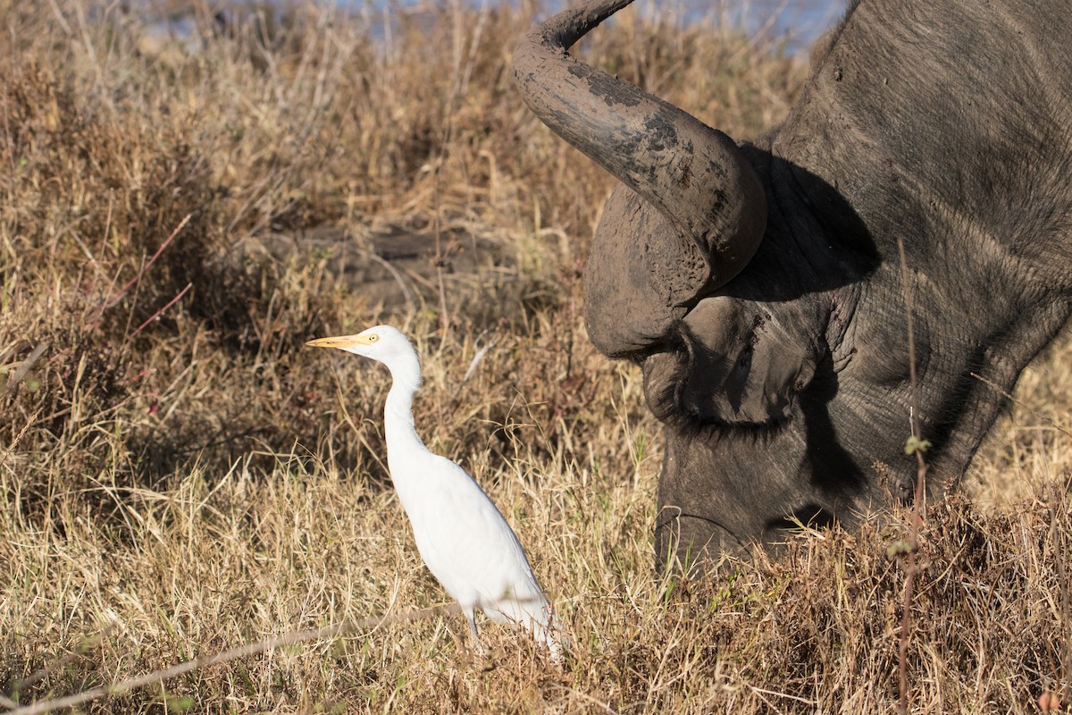 Yellow-billed Egret - ML153782601