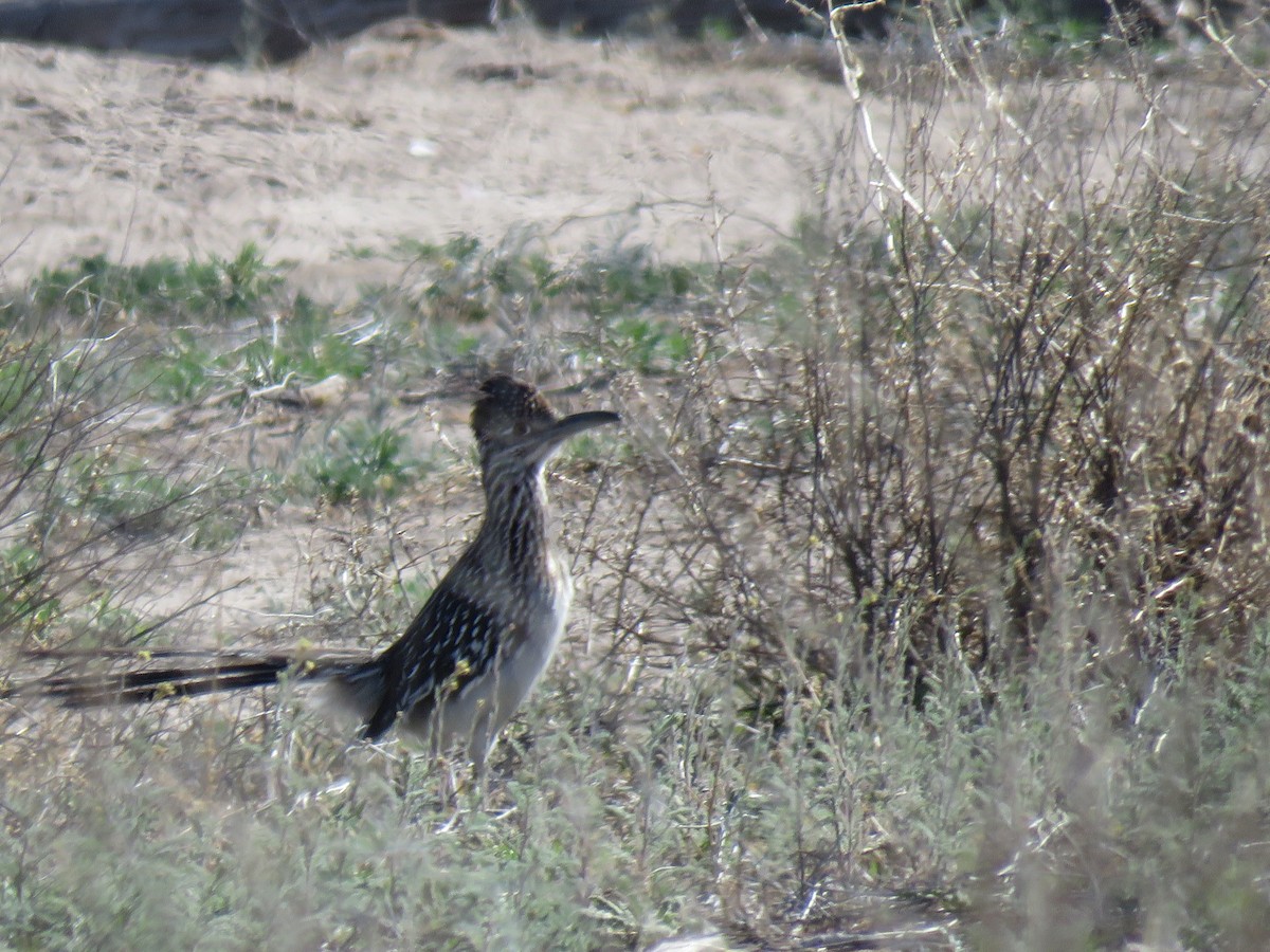 Greater Roadrunner - ML153783451