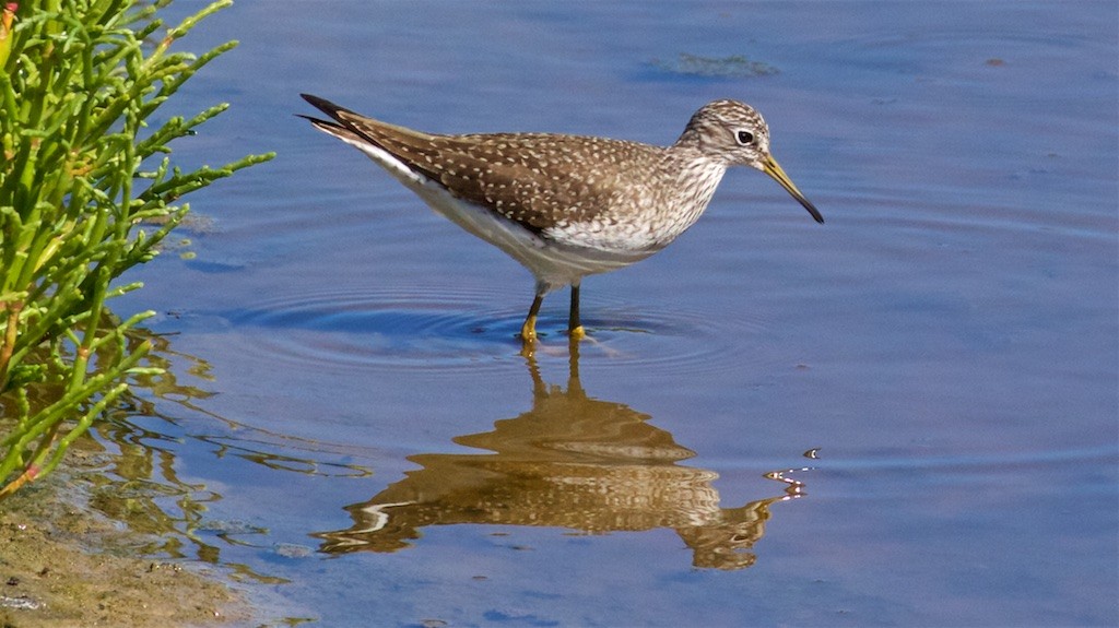 Solitary Sandpiper - ML153783531