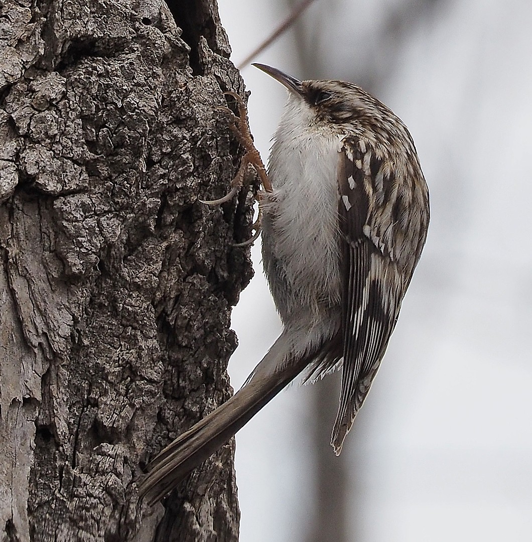 Brown Creeper - Gordon Johnston