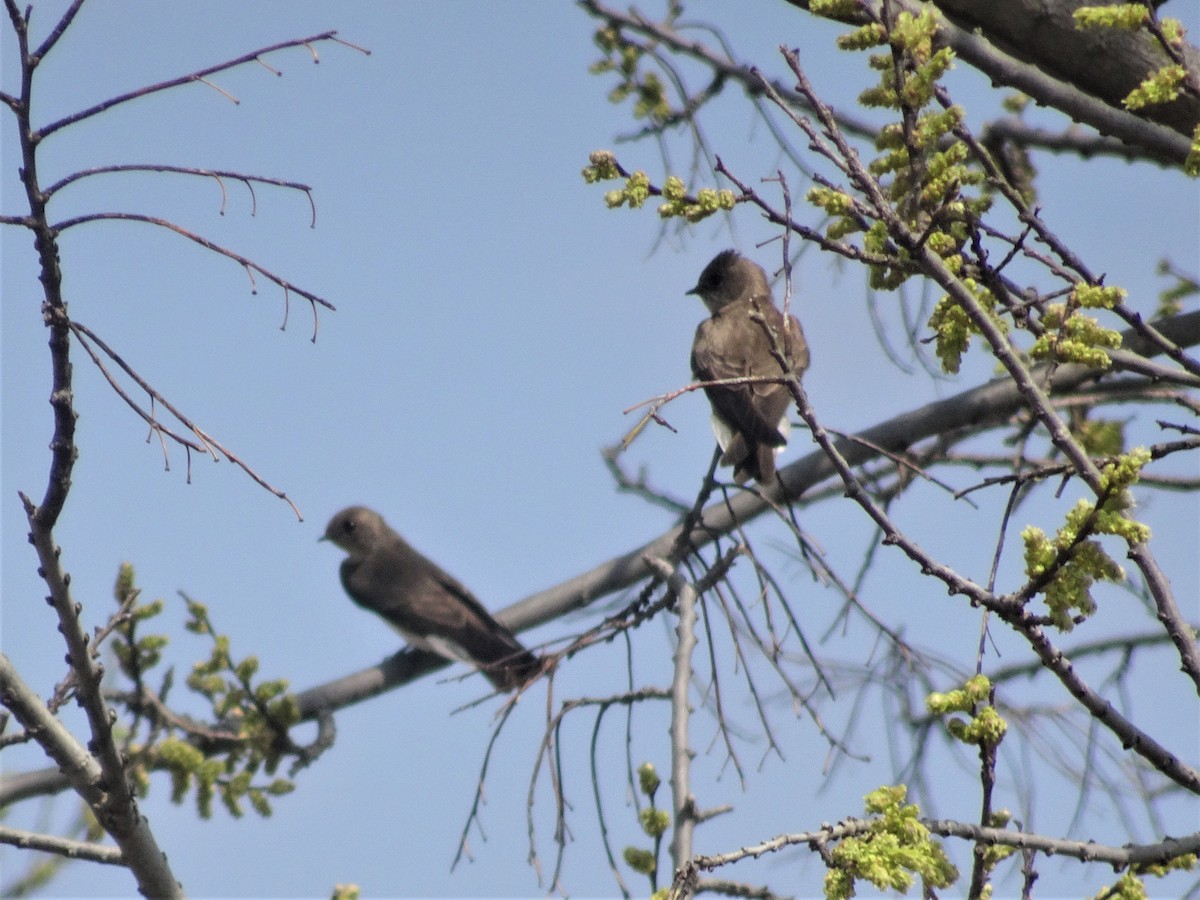 Northern Rough-winged Swallow - ML153783671