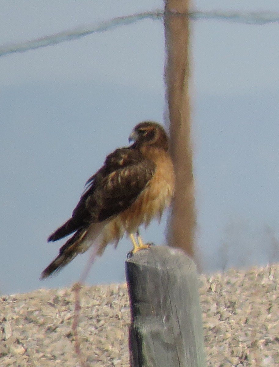 Northern Harrier - ML153783761