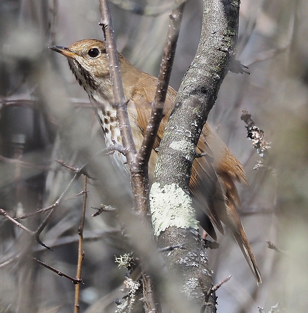 Hermit Thrush - Gordon Johnston