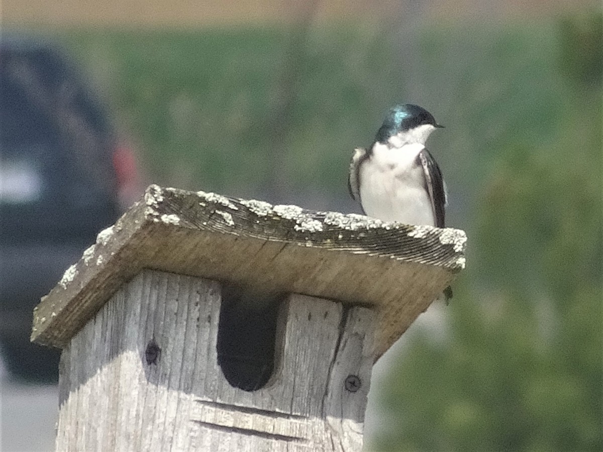 Tree Swallow - ML153783851