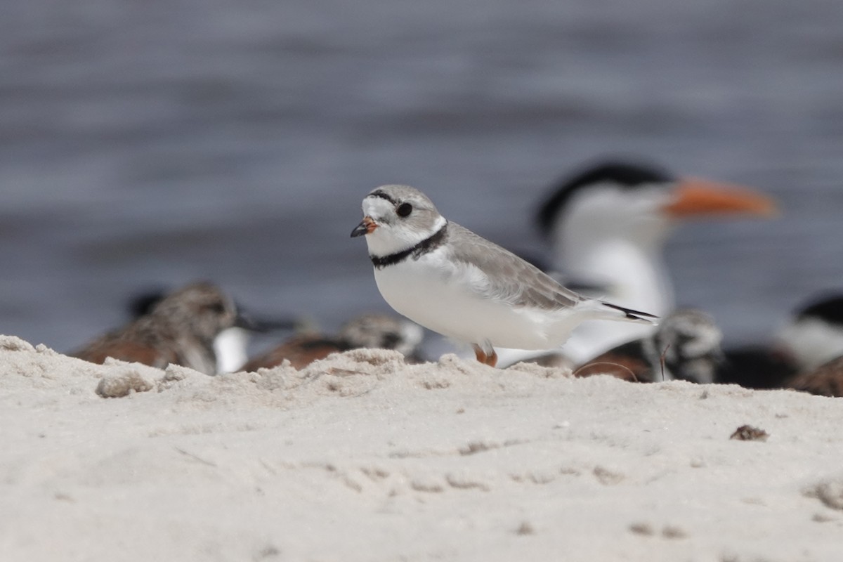 Piping Plover - ML153784111